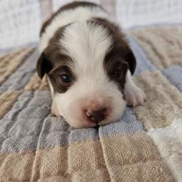 Miniature Australian Shepherd Puppies from Wee Aussies