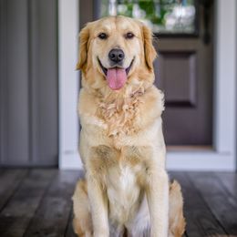 Marley - Golden Retriever