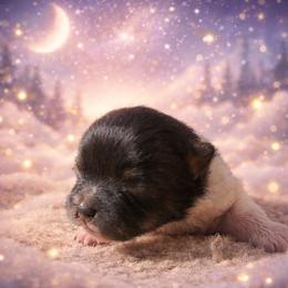Lola - Black parti female Pomeranian puppy in Comer, Georgia from HillTop Pomeranians ✨
