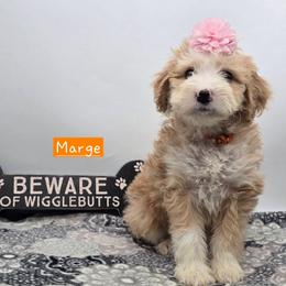 Marge - Red female Bernedoodle puppy in Neillsville, Wisconsin from Granton Creek