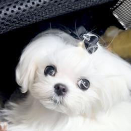 Maltese Puppies from Made to Love Maltese LLC