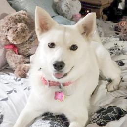 Elsa - Pomsky