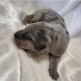 Sloan - Merle female Great Dane puppy in Colorado Springs, Colorado from Pilot Danes