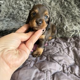Prancer - Wild boar male Dachshund puppy in Tampa, Florida from EntityDachs