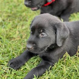 Labrador Retriever Puppies from Fatcity Labradors