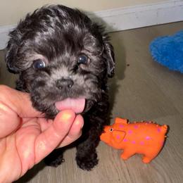 Mike - Black and tan male Havapoo puppy in Cedar Springs, Michigan from Pridespoodles