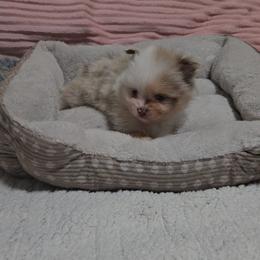Pearl - Chocolate merle female Pomeranian puppy in Angleton, Texas from Pomeranian Palace, LLC