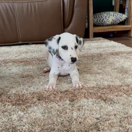 Violet - LUA - White and black female Dalmatian puppy in Mount Vernon, Missouri from Spots & Spirals