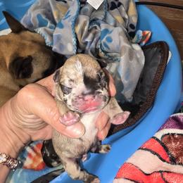 Fawn merle boy - Fawn and white male French Bulldog puppy in Summerville, Tennessee from R&J Frenchie