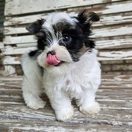 Luigi - Parti male Yorkshire Terrier puppy in Cherryville, North Carolina from Alsop's Precious Paws