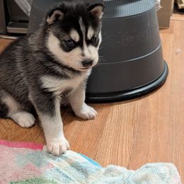 S'mores - Black and white female Siberian Husky puppy in Paola, Kansas from East Inn Huskies