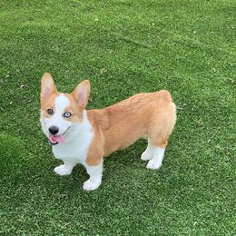 Pembroke Welsh Corgi Puppies from Loves Classic Corgis