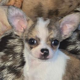 Chloe - Chocolate brindled fawn female Chihuahua puppy in El Paso, Texas from JVJ Chihuahua