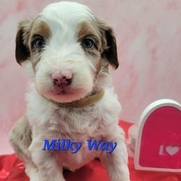 Milky Way - Brown merle male Aussiedoodle puppy in Boonville, North Carolina from Branch Creek kennels