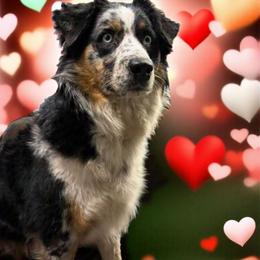 Dixie - Australian Shepherd