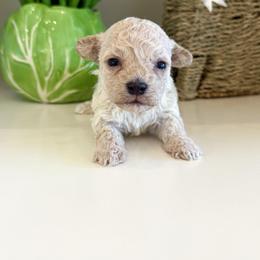 Spring - Cream female Maltipoo puppy in Wendell, North Carolina from Teddys Teddy Bears