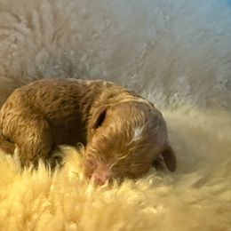 Mercedes - Red female Cavapoo puppy in Tennessee from MoonBeam Pups