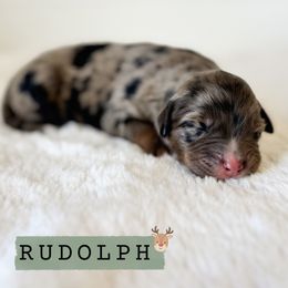 Rudolph - Blue merle male Aussiedoodle puppy in Central, Arizona from Cotton Lane Puppies