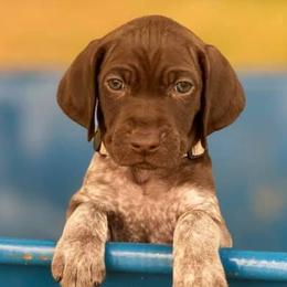 SHELBY - German Shorthaired Pointer puppy in Onalaska, Washington from Boonies Farms