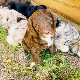 Aussiedoodle Puppies from Colorful Colorado Aussiedoodles