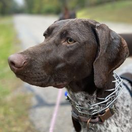 Rue - German Shorthaired Pointer