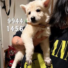 Tundra - White female German Shepherd puppy in Yuba City, California from Barton’s German Shepherds