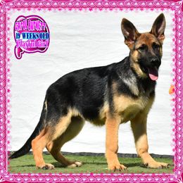 CAROL BURNETT - Black and red female German Shepherd puppy in Murrieta, California from Diamond Oaks German Shepherds