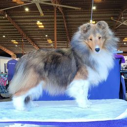 "Vibe" - Shetland Sheepdog