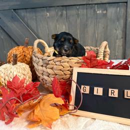 Girl Yellow Collar - Black and tan female Yorkshire Terrier puppy in Enoree, South Carolina from Gone to the Dogs Kennel