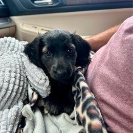 Nova - Black and white female Assorted Doodle Crosses puppy in Coal City, Indiana from Angel Blue Dogs