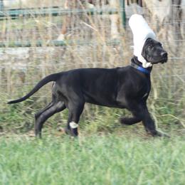 Great Dane Puppies from Dunn Right Ranch