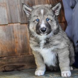Osaha (Sage) - male Native American Indian Dog puppy in Brimfield, Massachusetts from Seven Sisters Canids