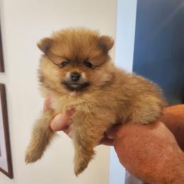Jolene - Orange sable female Pomeranian puppy in Saint Charles, Missouri from Bisous Pomeranians & Heartland Sh