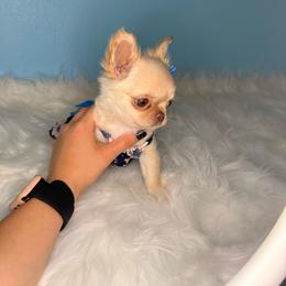 Lily - Cream female Chihuahua puppy in Houston, Texas from The Yorkie n’ Chihuahua Haus