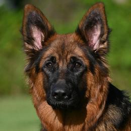 Gypsy - German Shepherd