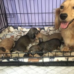 Dachshund Puppies from Leroux Creek Cream Dachshunds