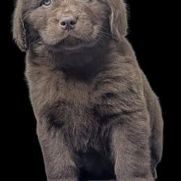 Female 1 - Brown female Newfoundland puppy in Burfordville, Missouri from Umfleet Farms