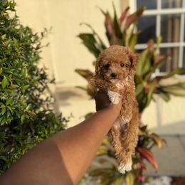 Girl 2 - female Poodle puppy in Kissimmee, Florida from Unique Poodles