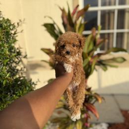 Girl 2 - female Poodle puppy in Kissimmee, Florida from Unique Poodles