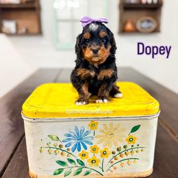 Dopey - Tri-color female Bernedoodle puppy in West Haven, Utah from Split Mountain Doodles