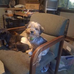 Kenny - Black and tan male Yorkshire Terrier puppy in Jacksonville, Arkansas from Royal Yorkie Terrier
