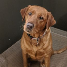 Mally - Labrador Retriever