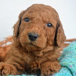 Goldendoodle Puppies from Em & El Doodles