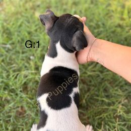 Rat Terrier Puppies from FA puppies
