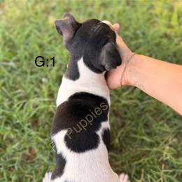 Rat Terrier Puppies from FA puppies