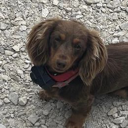 Dachshunds from Stratton Farm Dachshunds