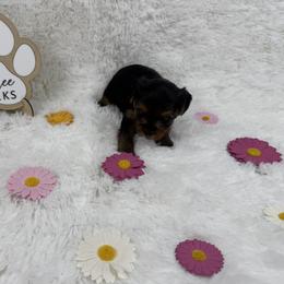 Yorkshire Terrier Puppies from Teenie Sweeties Yorkies
