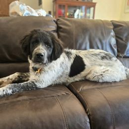 Boy T23 Cassius - Colorado Mountain Dog puppy from Tierhaus 23