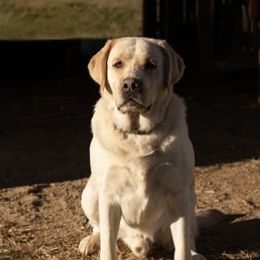 Dilute Retrievers, Labradoodles, and Labrador Retrievers from Bitterbrush Farm & Apiary