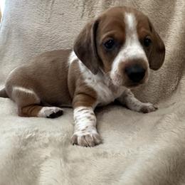 Hank - Piebald male Dachshund puppy in Greenback, Tennessee from Low Rider Litters